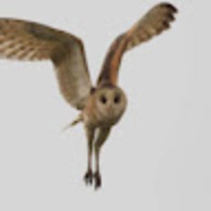 Meet your Posher, Aristotle